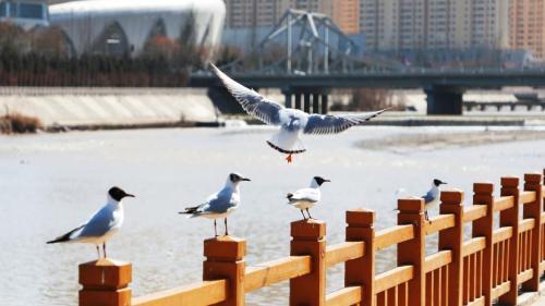 《重庆候鸟迁徙路线示意图》发布 候鸟迁徙“一路守护”