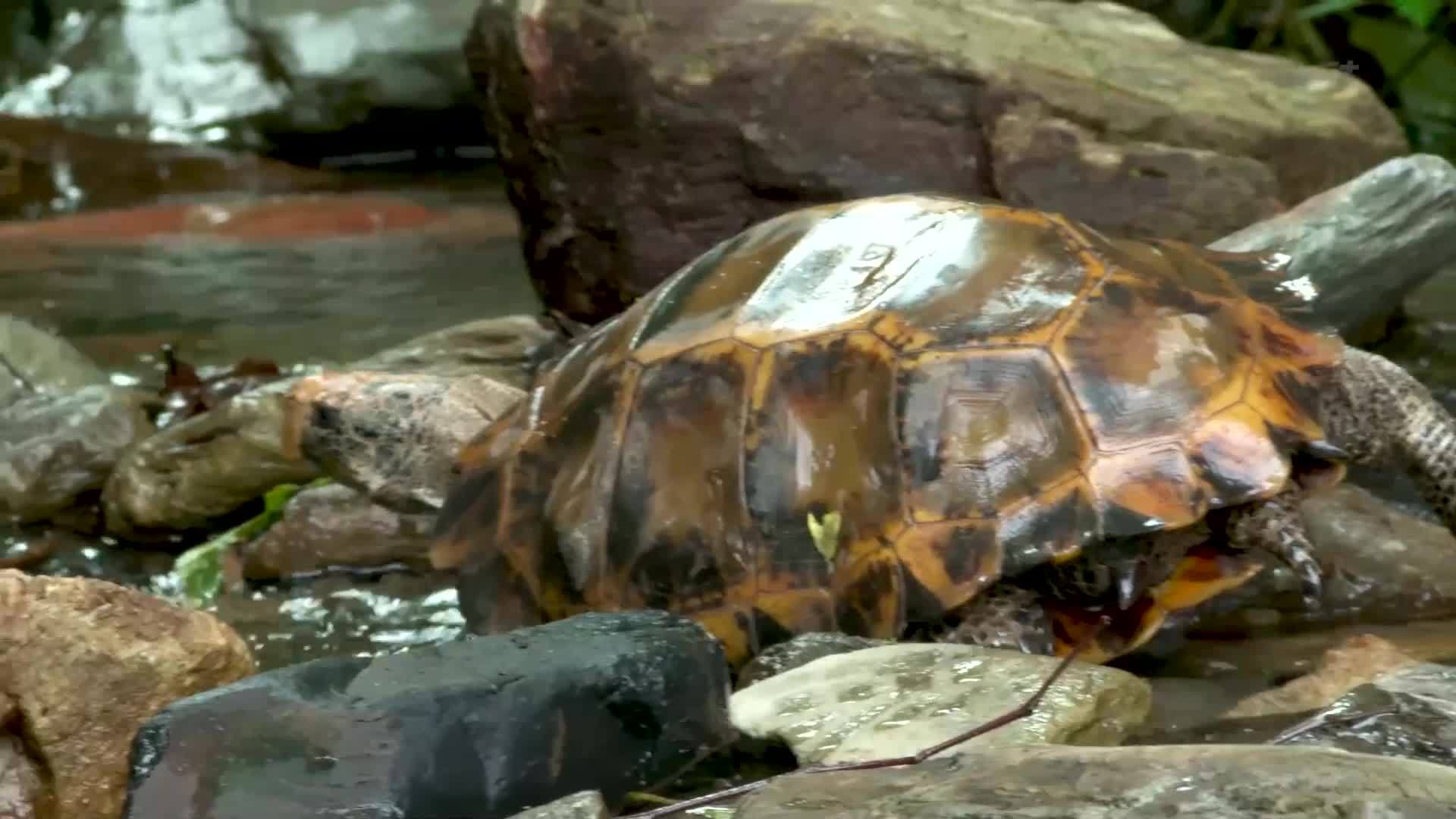 云南屏边：国家一级保护野生动物凹甲陆龟回家了