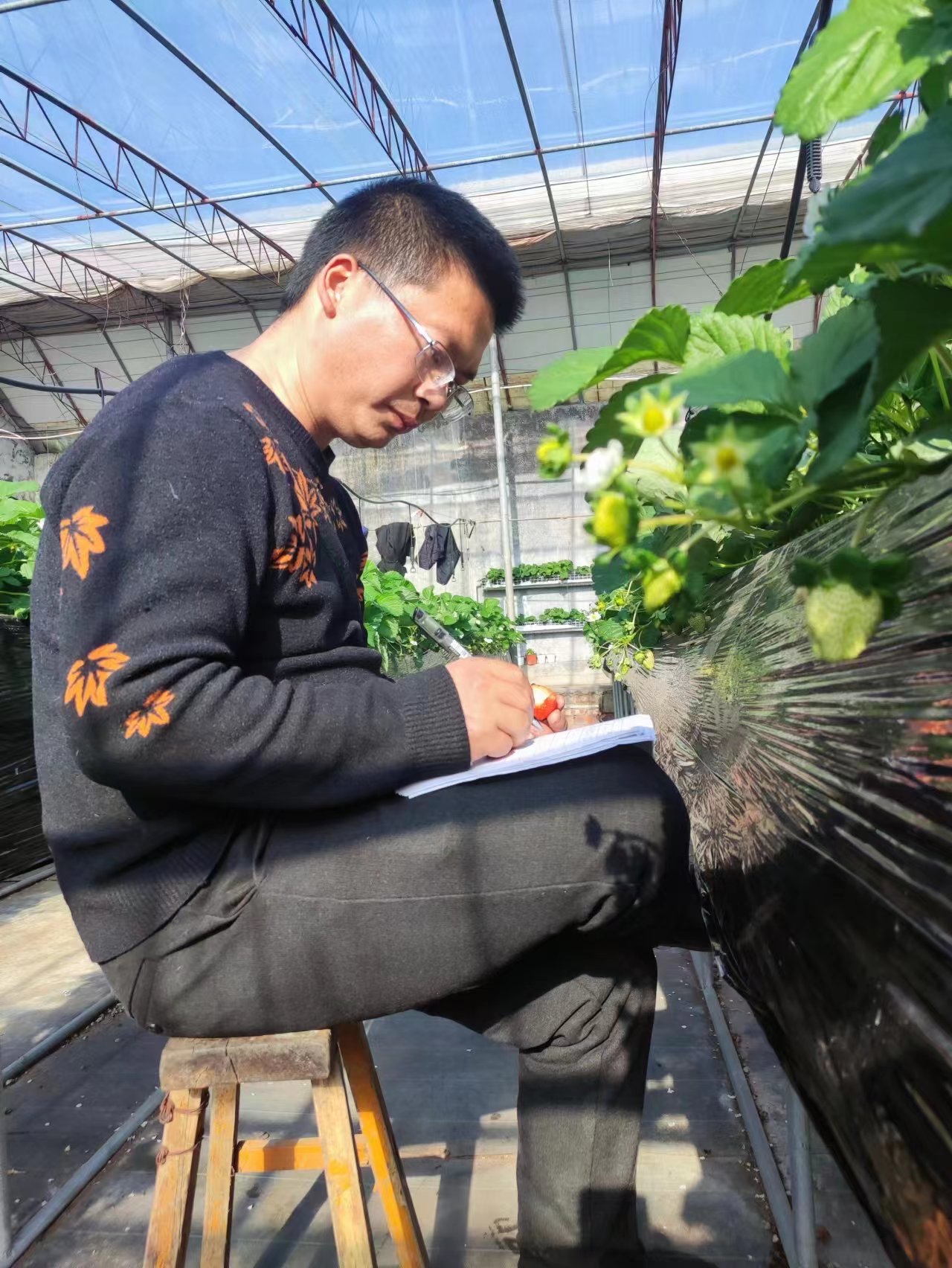 泰安>泰安故事>肖伟记录观察草莓的生长状况为产业发展出谋划策今年10