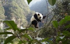 大熊猫国家公园：推动司法创新、协调地方发展、普及自然教育