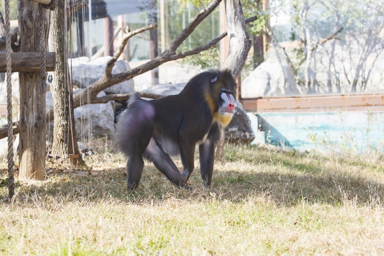 濟南野生動物世界“山東大嫚” 換來“川妹子”