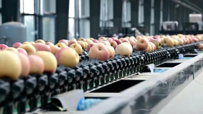 山西黎城：苹果变身“致富果” 助农增收产业兴