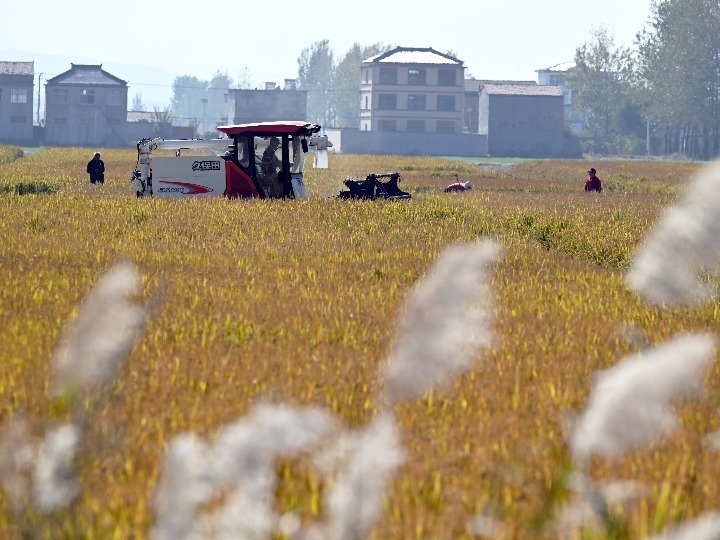 安徽收购中晚籼稻近400万吨 同比增长两成多