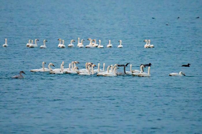 白天鹅“打卡”鹊山湖国家湿地公园