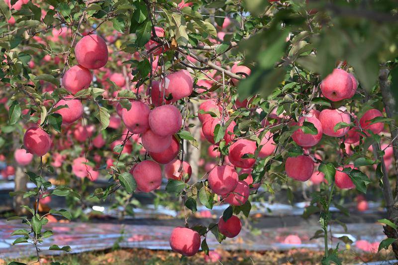 烟台>烟台要闻>目前,栖霞已在大中城市建立烟台栖霞苹果品牌形象体验