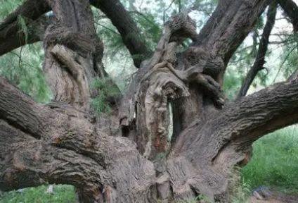 青海：将建立全省古树名木保护管理“一张图”