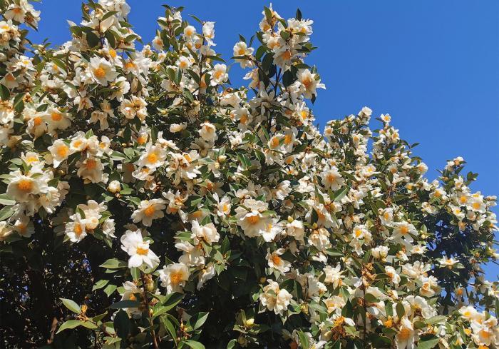 廣東逾百萬畝油茶花開正艷 漫山繁花似錦兆豐年