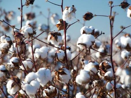2022年全国棉花产量比上年增长4.3%