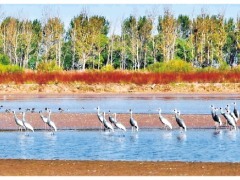 新华每日电讯点赞黄河三角洲国家级自然保护区：黄河入海口 百鸟流连处