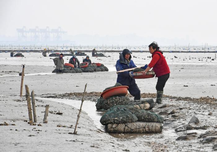 福建泉州：冬日趕海 海蠣收獲忙