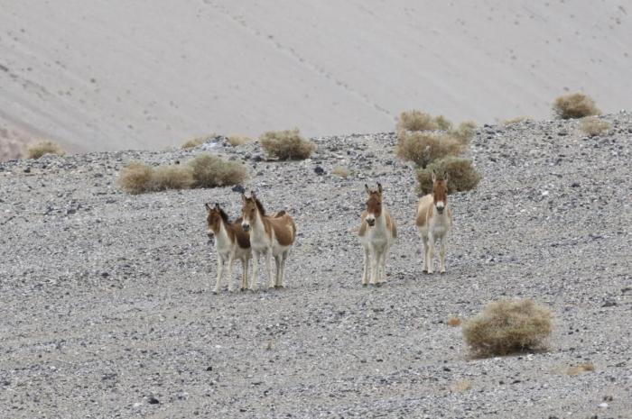 新疆帕米尔高原野生动物种群数量明显增长
