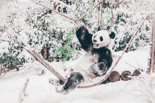 动物遇见冰雪， 济南野生动物世界邀您尽享年末狂欢