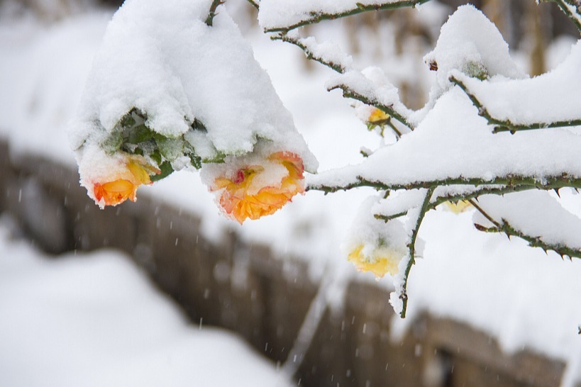 五問(wèn)今年首場(chǎng)寒潮：是否會(huì)現(xiàn)持續(xù)低溫雨雪冰凍天氣