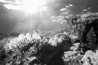 科学家揭示珊瑚的高温驯化适应机制 让“适者生存”加速上演，为珊瑚提供应对气候变化路径