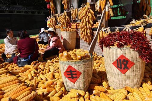 2022年中国粮食产量创历史新高 增产74亿斤