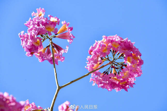 春天的脚步近了！广东街头紫花风铃开了