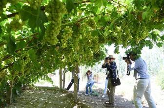 葡萄产业托起移民村“稳稳的幸福”