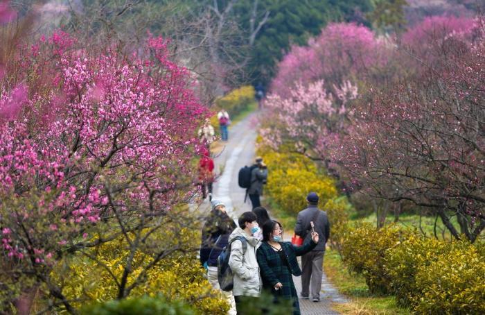 南京開春首場盛大花事：以梅為“媒”引海內外賞花客深度游