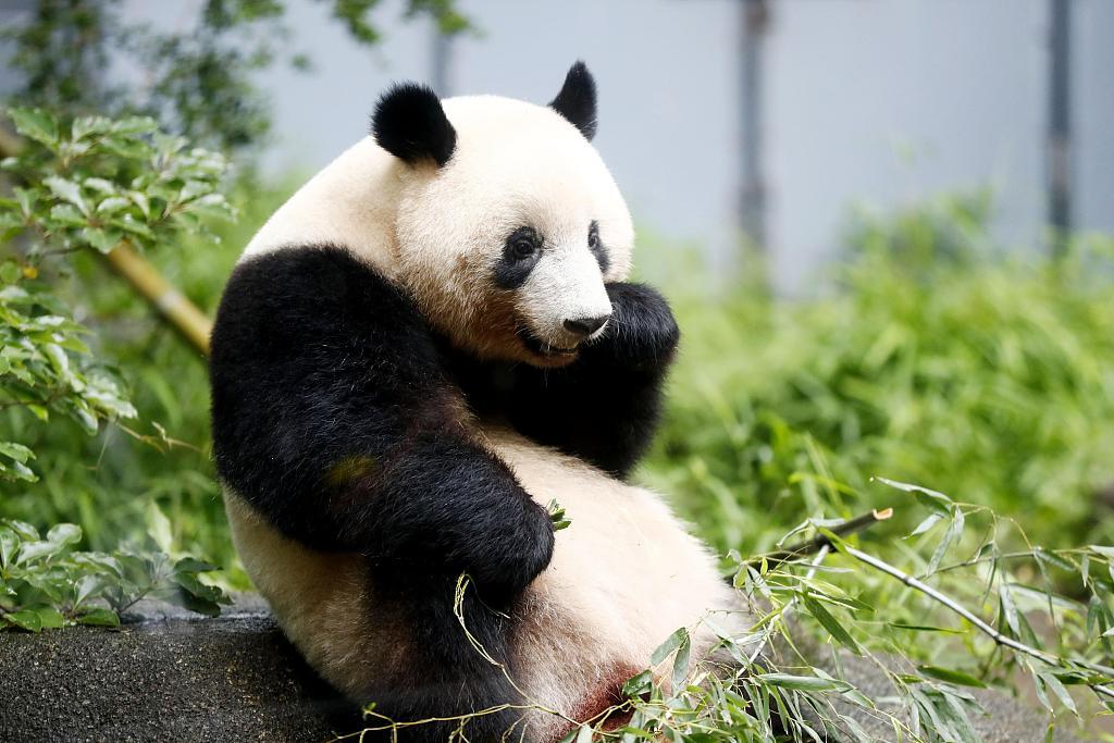 旅日大熊猫“香香”将回到中国 园长：希望找到好伴侣
