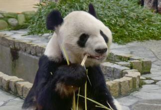 旅日大熊猫获赠情人节礼物 饲养员：希望今后也加油