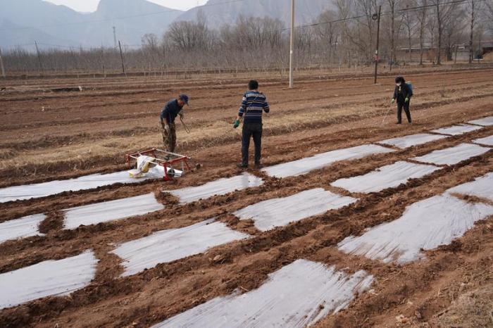 青海：预计粮食播种作物面积稳定在445万亩以上