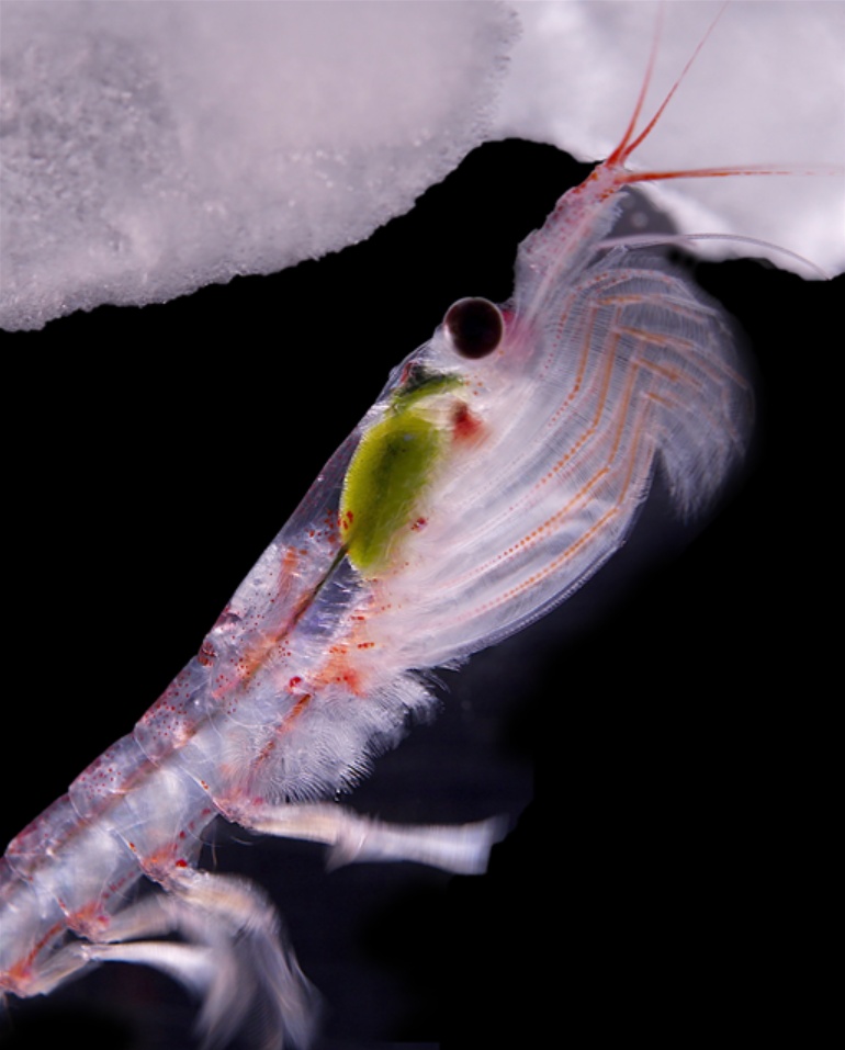 最大动物基因组图谱——南极磷虾基因组图谱破译