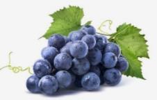 云南农大专家揭示葡萄为最早驯化的水果