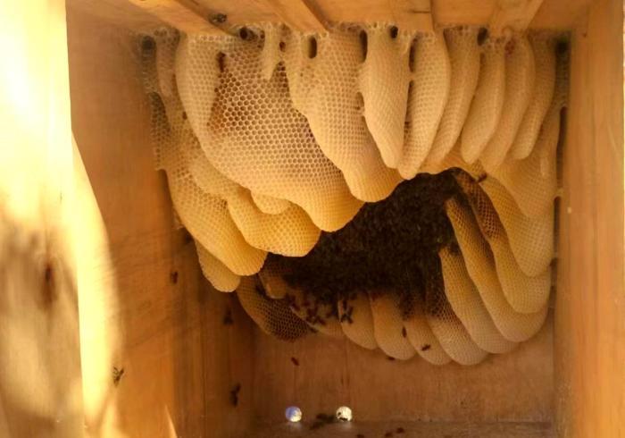 西藏芒康蜂蜜飘香产业旺