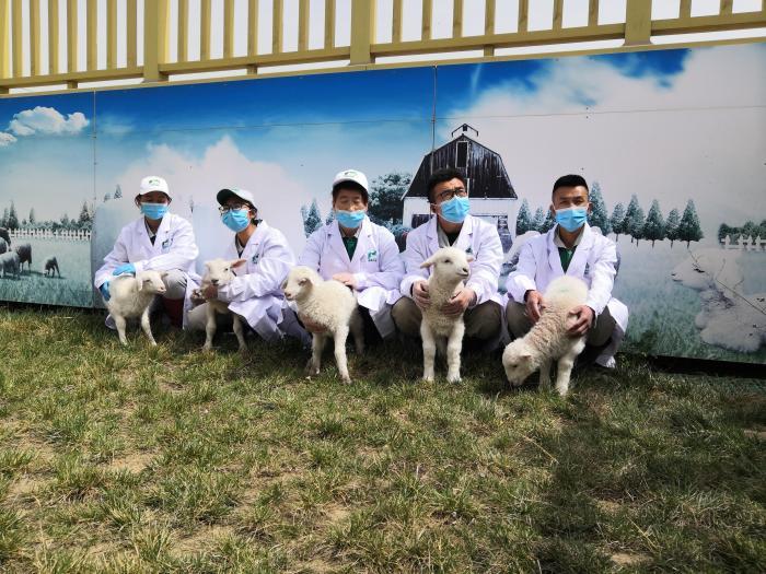 甘肃环县高质量发展羊产业 数字赋能探羊“链”百业