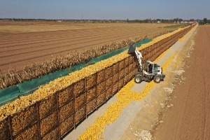 山東省糧食產業呈現穩中有進、進中提質的良好態勢