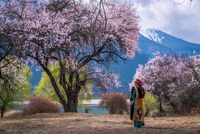 西藏林芝公布各区县桃花节赏花路线
