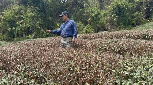 台农业部门：干旱致农损累计逾8000万新台币 茶叶损失最多
