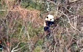 大熊猫国家公园唐家河片区拍到大熊猫“练功”
