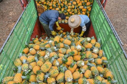 “中国菠萝之乡”广东徐闻今年菠萝出口大幅增长