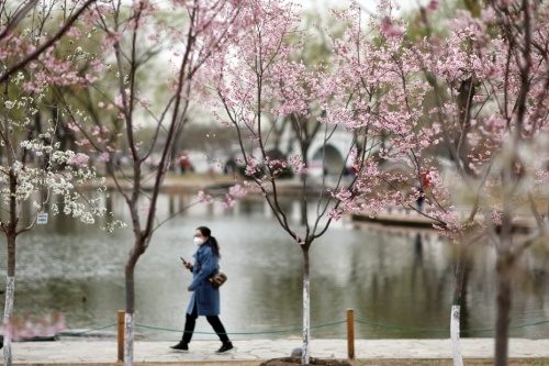 春季赏花游不断升温 北京成热门春游目的地