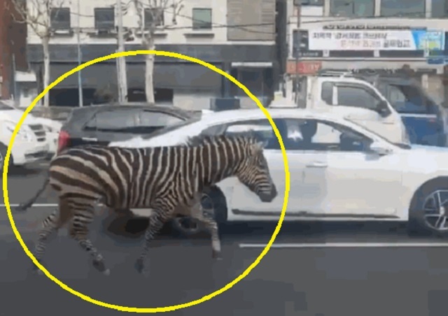 韩国斑马逃出动物园车流中狂飙：无视斑马线 数十人围观