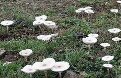 雨后贪鲜吃野蘑菇？