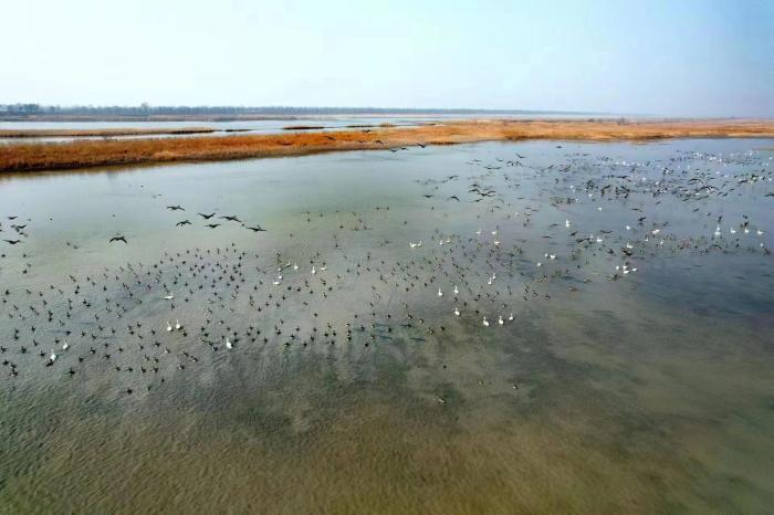 今春過境天津候鳥超55萬只 珍稀鳥類數(shù)量增加