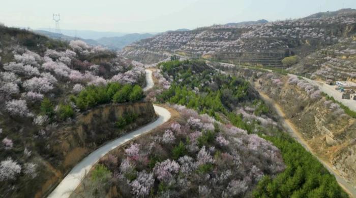 山西柳林：桃花鬧枝頭 滿目皆是春