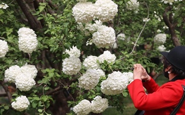 济南泉城公园木绣球花迎来盛花期 团团簇簇惹人爱