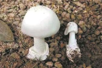 颜色鲜艳的蘑菇才有毒？ 不认识的蘑菇最好都别尝！