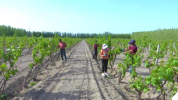“只此青绿” 新疆巴州戈壁滩上逾11万亩葡萄抹芽正当时