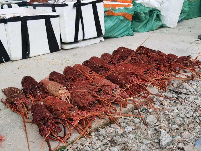 广西查获一批涉嫌走私活体龙虾 总重量约2吨