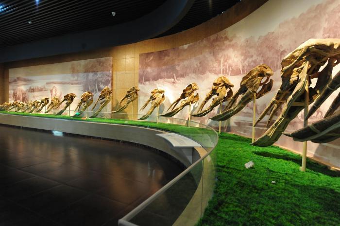和政古动物化石博物馆“奇遇记”：突破传统认知 探秘远古生命
