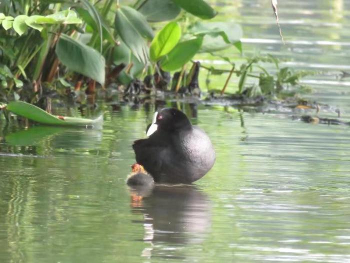 浙江西湖首次发现国家二级保护动物骨顶鸡繁育