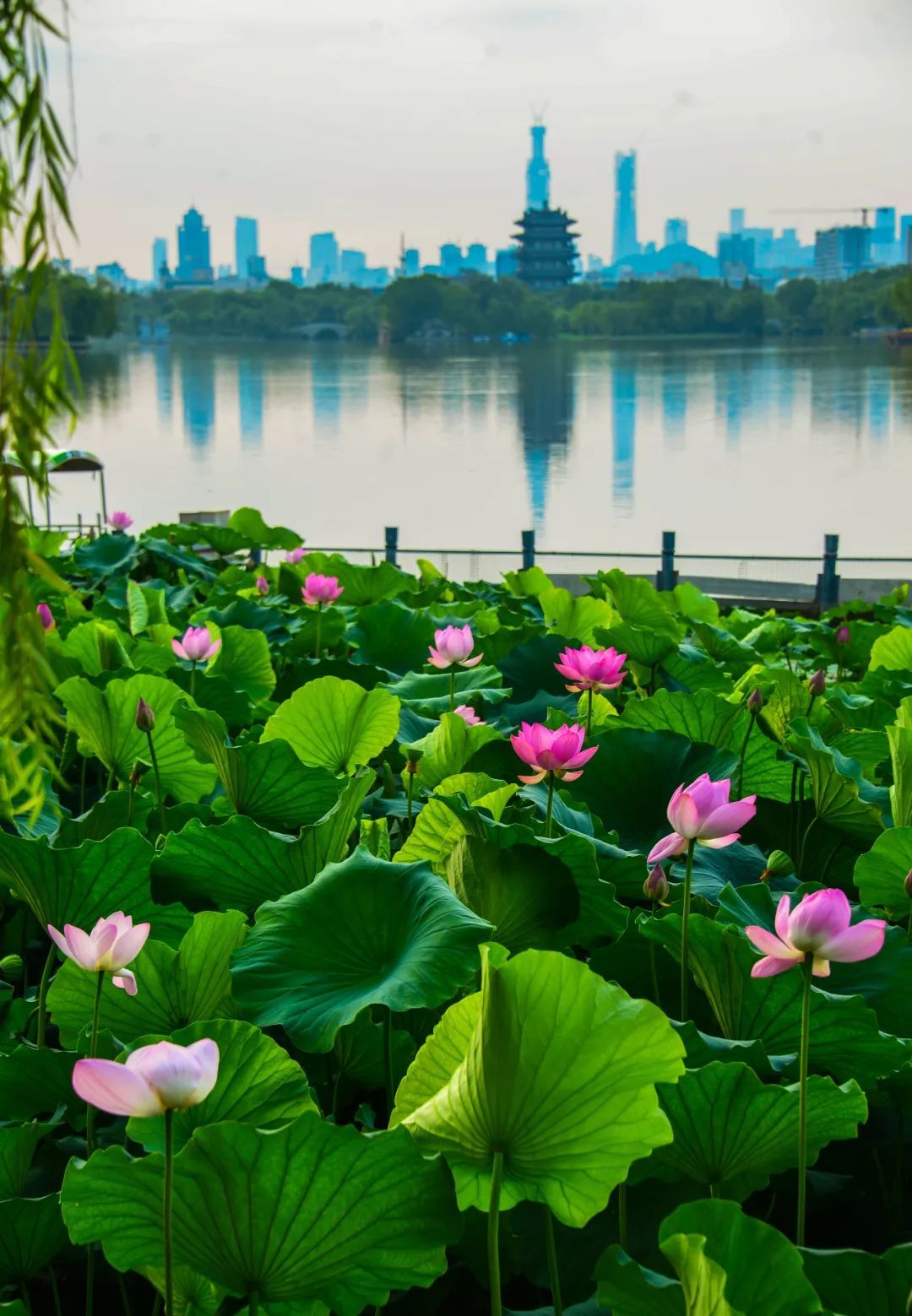 玩轉新青年音樂節③｜來濟南這些免費景點暢玩一夏！