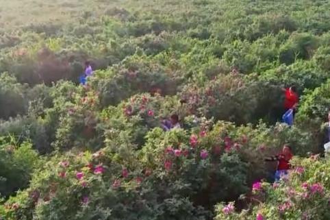 追著花兒看新疆 | 沙漠玫瑰競相綻放 “花海經濟”帶動產業發展