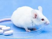 国际最新研究：超声诱导小鼠大鼠蛰眠 未来或可应用于宇宙飞行