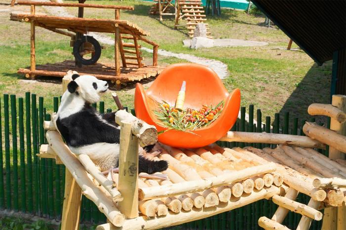 中国最北熊猫馆装修升级 思嘉和佑佑“燎锅底儿”