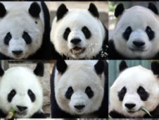 快来认认！北京动物园大熊猫最新全家福
